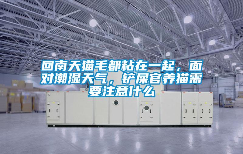 回南天貓毛都粘在一起，面對(duì)潮濕天氣，鏟屎官養(yǎng)貓需要注意什么