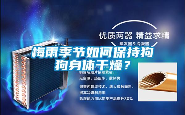 梅雨季節如何保持狗狗身體干燥？