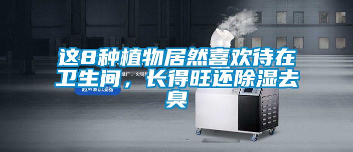 這8種植物居然喜歡待在衛生間，長得旺還除濕去臭