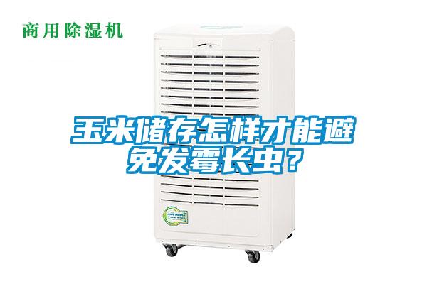 玉米儲存怎樣才能避免發霉長蟲？